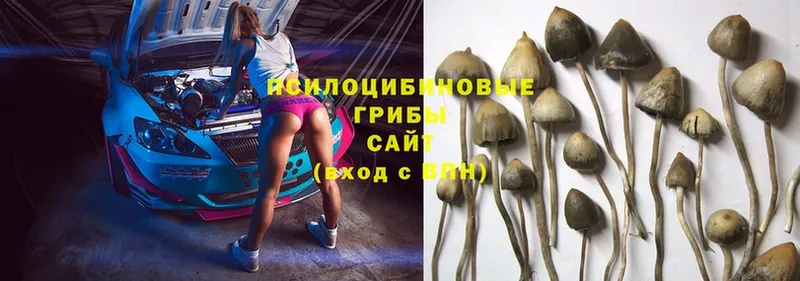 продажа наркотиков  Лихославль  Галлюциногенные грибы Magic Shrooms 