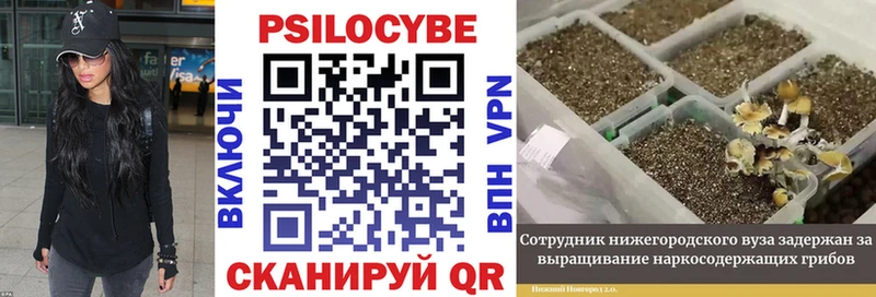 Галлюциногенные грибы Psilocybine cubensis Лихославль